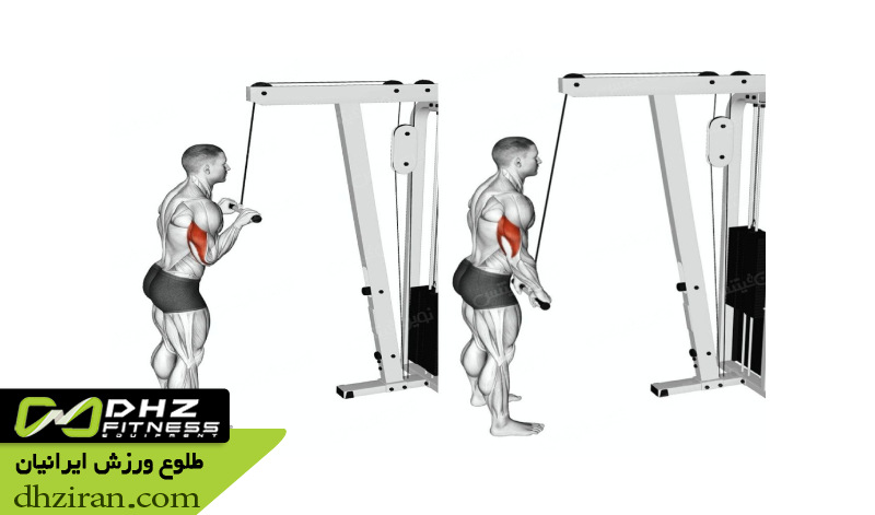 پشت بازو سیم کش از بالا (Cable Triceps Pushdown): 